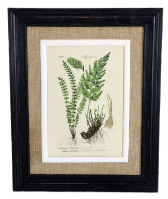 Nicely Framed Fern Print