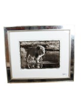 Jamie Thom Mirror Framed Photograph of a Lion