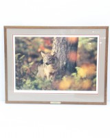 Autumn Wolf Jim Brandenburg Print