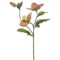 HELLEBORE STEM