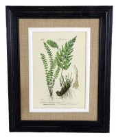 Nicely Framed Fern Print